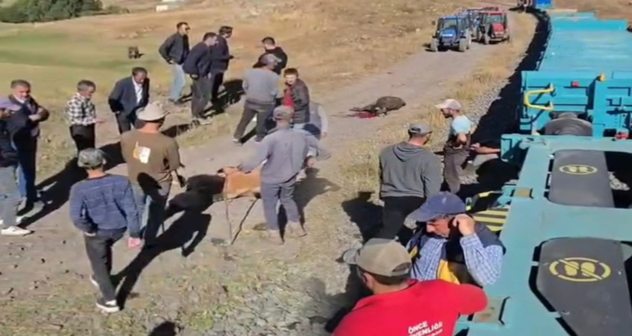 yuk treni buyukbas surusune carpti 5 inek oldu lJ438HZ7