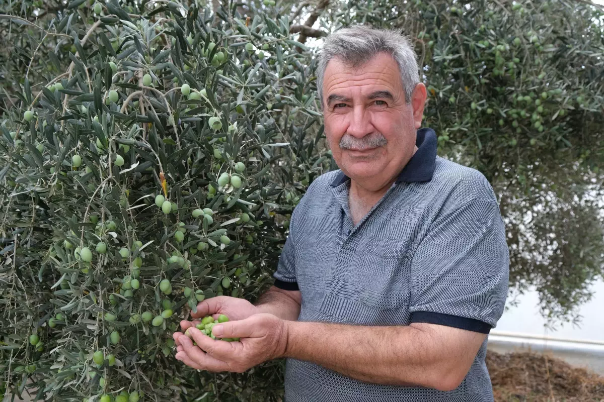 alanyada zeytin hasadi basladi rekolte yuzde 40 d dustu PTNDwueg.jpg