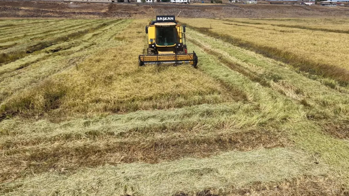 diyarbakirda organik pirinc uretimi VBmeA9vn