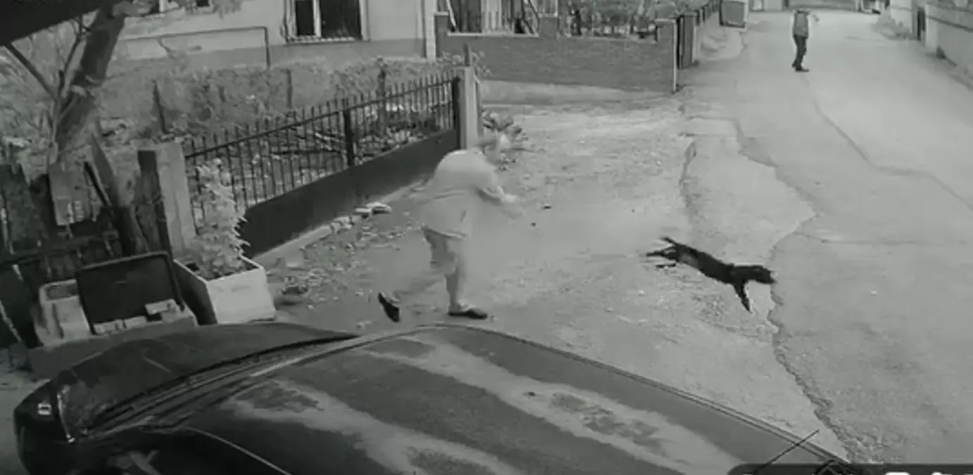 kopege siddet olayi supheli serbest 9Jn2eDl5